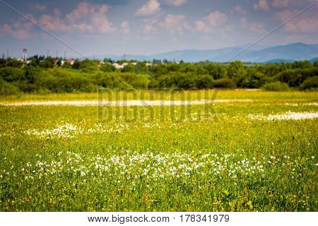 Flowering In The Valley Of The Daffodils. Spring. Transcarpathia. Near Khust. Ukraine.