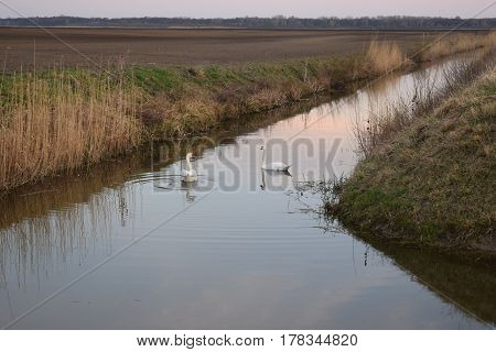 Spring Awakening on agricultural land and an irrigation ditch. Swans in spring break