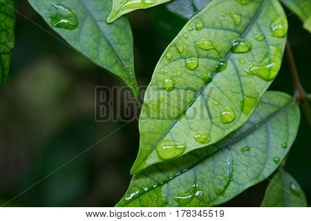 Close up photography of vibrant green leaves after rain. Spring nature background with tropical floral leaves