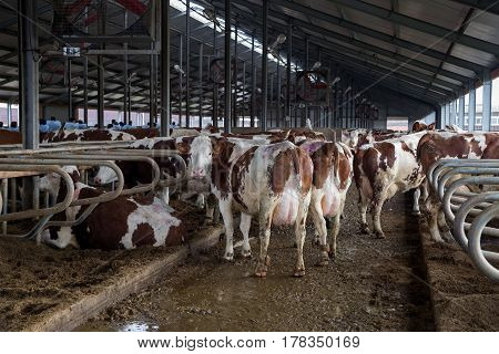 Cows of Monbeliards breeding in free livestock stall