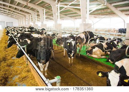 Cows In A Farm. Dairy Cows