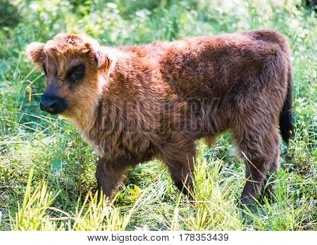 Scottish highland cattle in the mountains - A calf of red-brown Scottish Highland cattle.