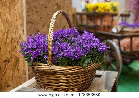 basket with violet blue flowers spring summer