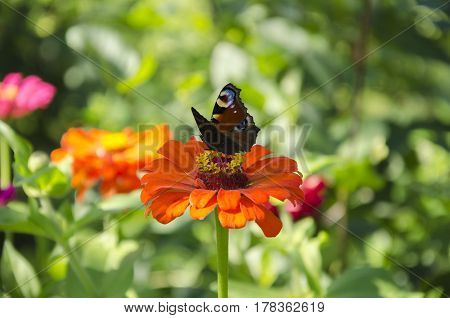 Butterfly beautiful insect with bright wings on a flower gathers nectar in a summer day in the garden
