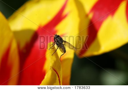 Fliege und Tulpe