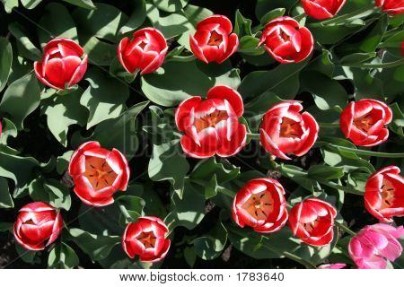 Rot-weiße Tulpen