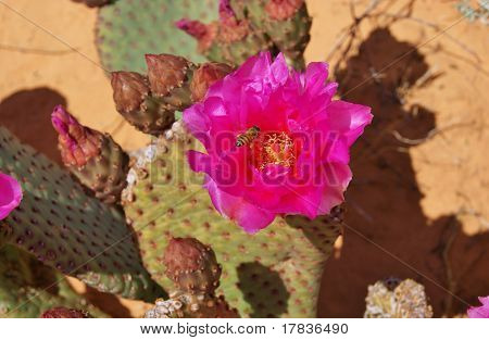 Biene in die Kaktusblüte