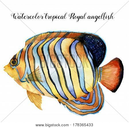 Watercolor Royal angelfish. Hand painted tropic fish isolated on white background. Underwater animal illustration for design, fabric or print