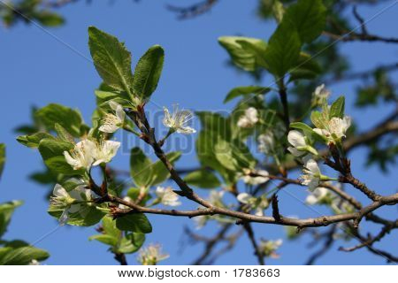 Apfelbaum im Frühling