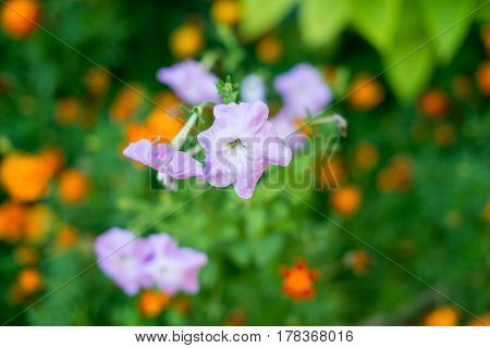 Blue Bell Flowers, purple bell flower. Beautiful spring background with campanula bouquet.Bluebell flowers in spring forest - closeup.Balloon flower or Platycodon grandiflorus, spring concept