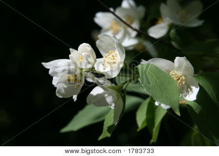 Jasmin