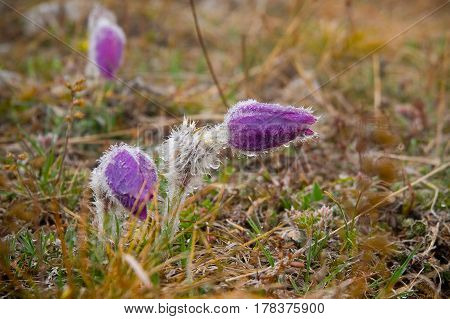Snowdrop Violet On The Field In The Morning Dew