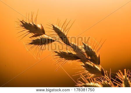 Sunrise on the grass orange morning light