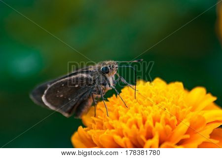 Pelopidas mathias - Black-banded swift on a yellow Marigold flower