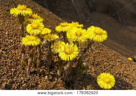 Group of blooming Coltsfoot flowers. First blooming wild spring yellow flowers