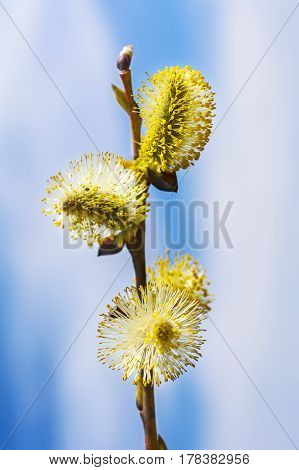 Yellow willow buds sprout. Early spring blooming trees