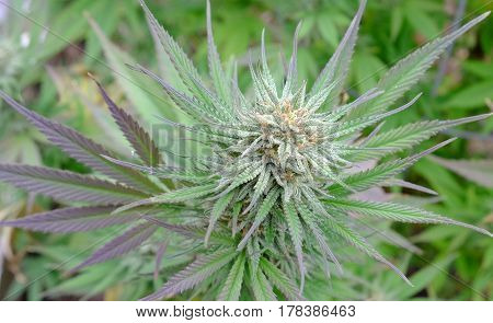 Cannabis flower (bud) growing in a garden