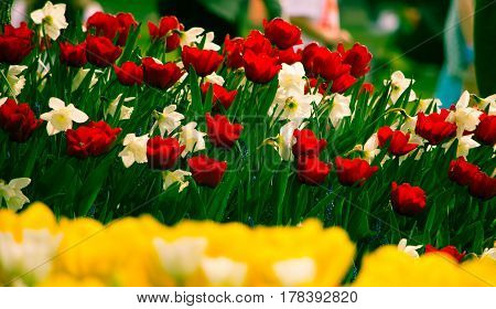 Tulips and Daffidols bloom during the Tulip Festival in Skagit County Washington