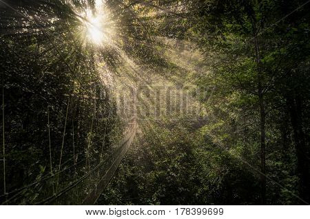Rays of lights on the dense jungle of Borneo