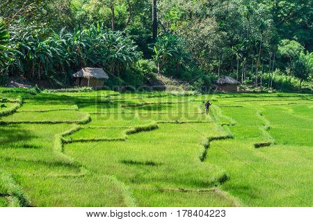 Terraced paddy filed and a farmer of kandy area of Sri lanka