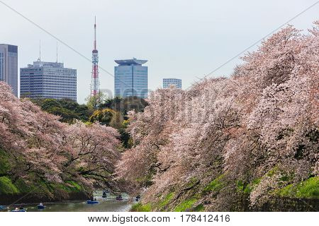 Tokyo Japan - April 8 2016: Chidorigafuchi park in spring season with cherry blossom. this area is popular viewpoint of sakura at Tokyo.