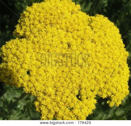 ดอกไม้สีเหลือง
