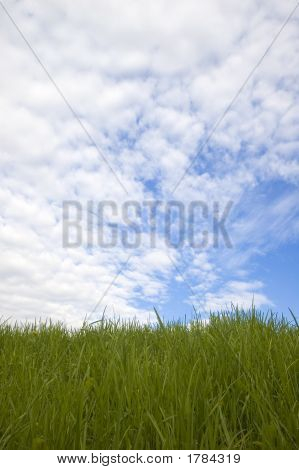 Grama e o céu