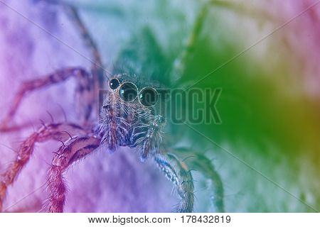 Spider fantasy and water drop and macro close_up on the wall