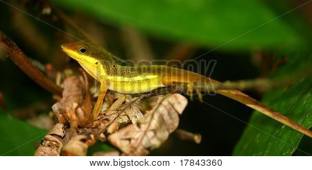 Upland ruoho Anole (Anolis krugi)