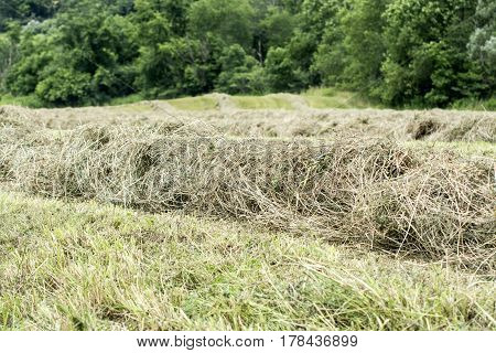 Windrows of hay drying in a hay field