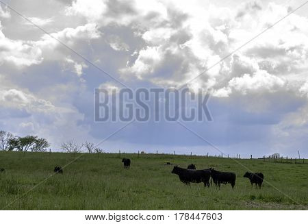 Background of black Angus cattle in a green pasture with blue sky and clouds
