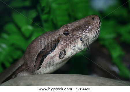 Predator