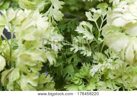 Ecological Concept Horizontal of Green Leaves of Polyscias Plants Background.