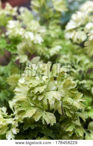 Ecological Concept Horizontal of Green Leaves of Polyscias Plants Background.