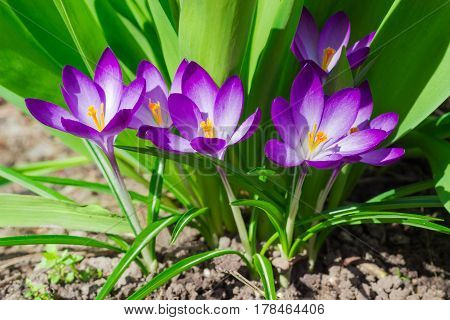 Purple flowers of the crocus vernus closeup against the background of greenery