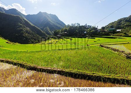 Beautiful Green Rice terraces in the Philippines. Rice cultivation in the Luzon island.
