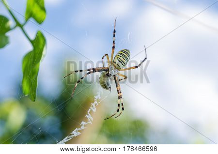 Spider with yellow and black stripes. Argiope on the web.
