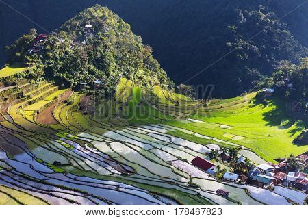 Beautiful Green Rice terraces in the Philippines. Rice cultivation in the Luzon island.