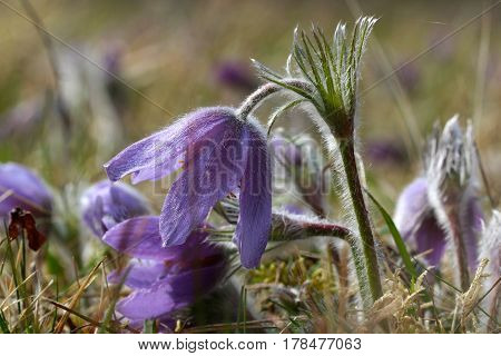 Purple pasque flowers in springtime / Hairy fuzzy pasque-flowers in soft purple pastel colors in springtime.