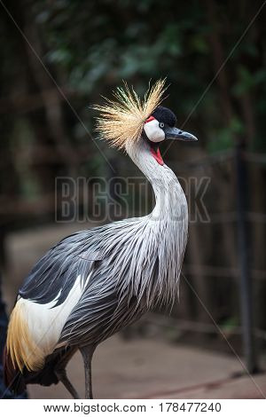 beautiful crowned crane 