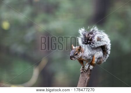 squirrel sitting on a branch on blurry background