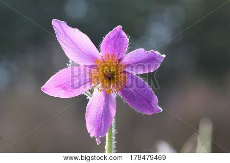 Purple pasque flowers in springtime / Hairy fuzzy pasque-flowers in soft purple pastel colors in springtime.