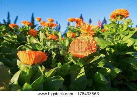Orange Calendula or English Marigold in the garden at sunny day