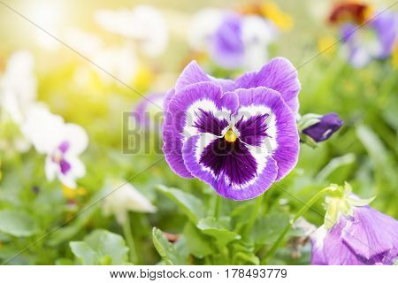 Close up on purple pansy flower in the garden at sunny day