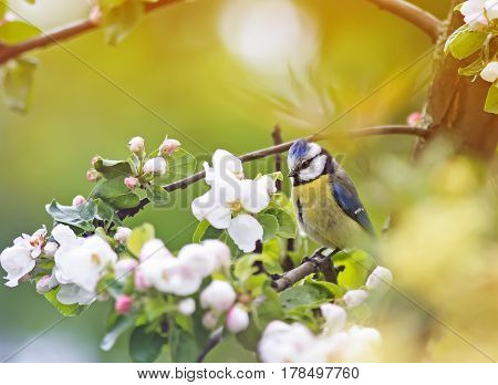 little chickadee sits in the early spring among the branches of a blossoming Apple trees in may