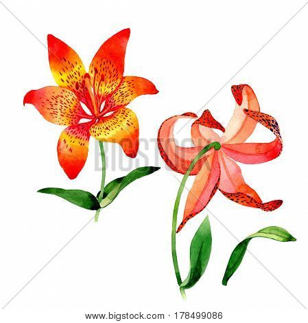 Wildflower leopard lily flower in a watercolor style isolated.  Aquarelle wild flower for background, texture, wrapper pattern, frame or border.