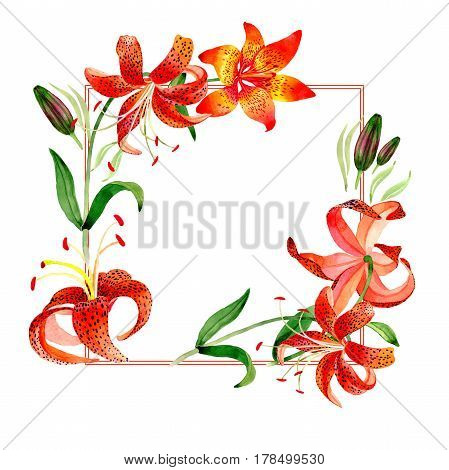 Wildflower leopard lily flower frame in a watercolor style isolated.  Aquarelle wild flower for background, texture, wrapper pattern, frame or border.