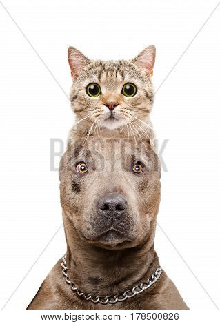 Funny portrait of a pit bull with a cat Scottish Straight on the head isolated on white background