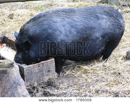 Schwein