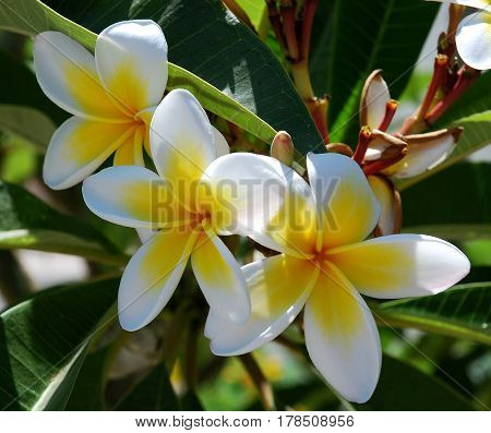 a photo of plumeria. Photo of white flowers with a yellow middle, tropical flowers white.